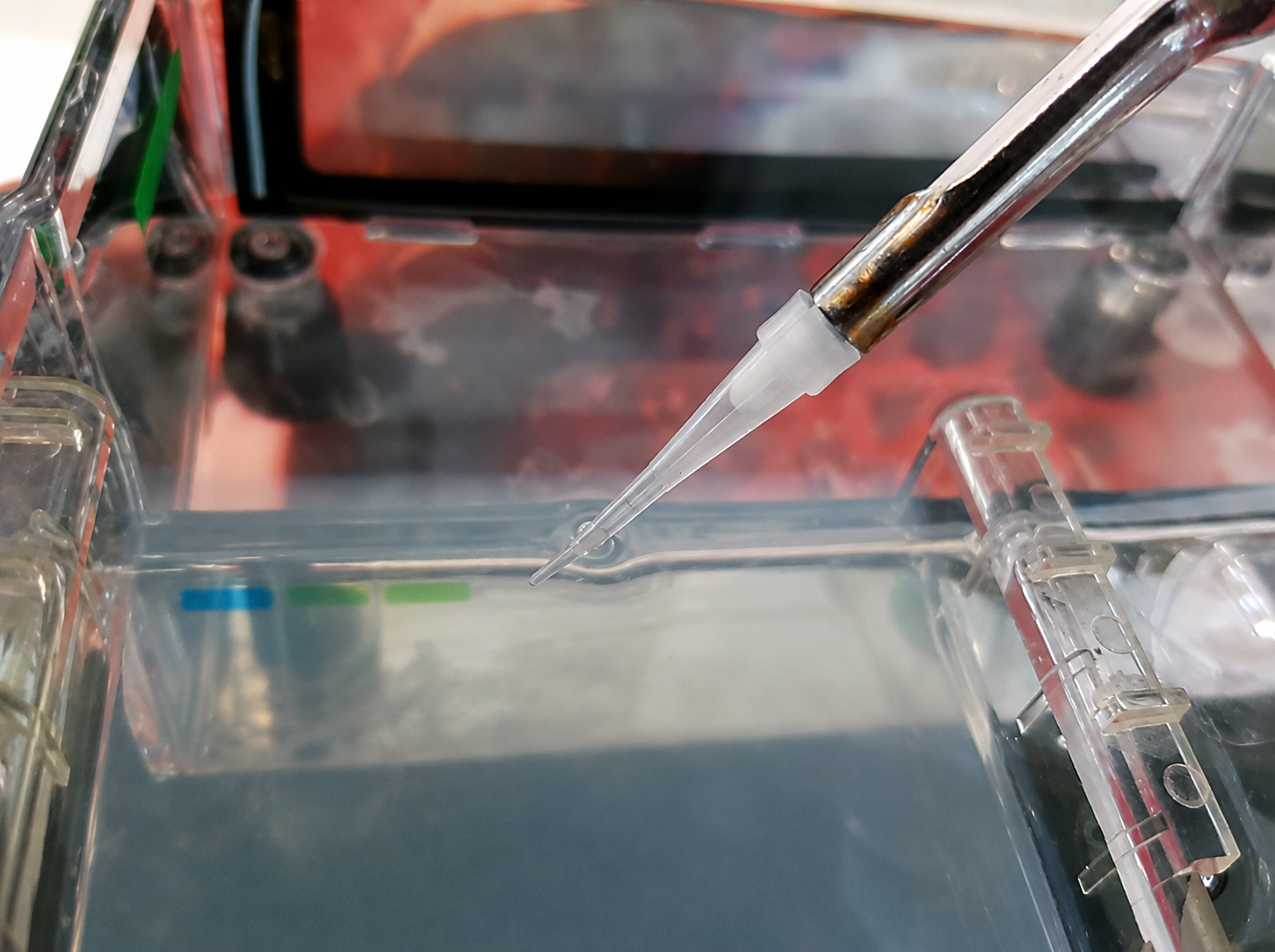Badania biologii molekularnej ogórka