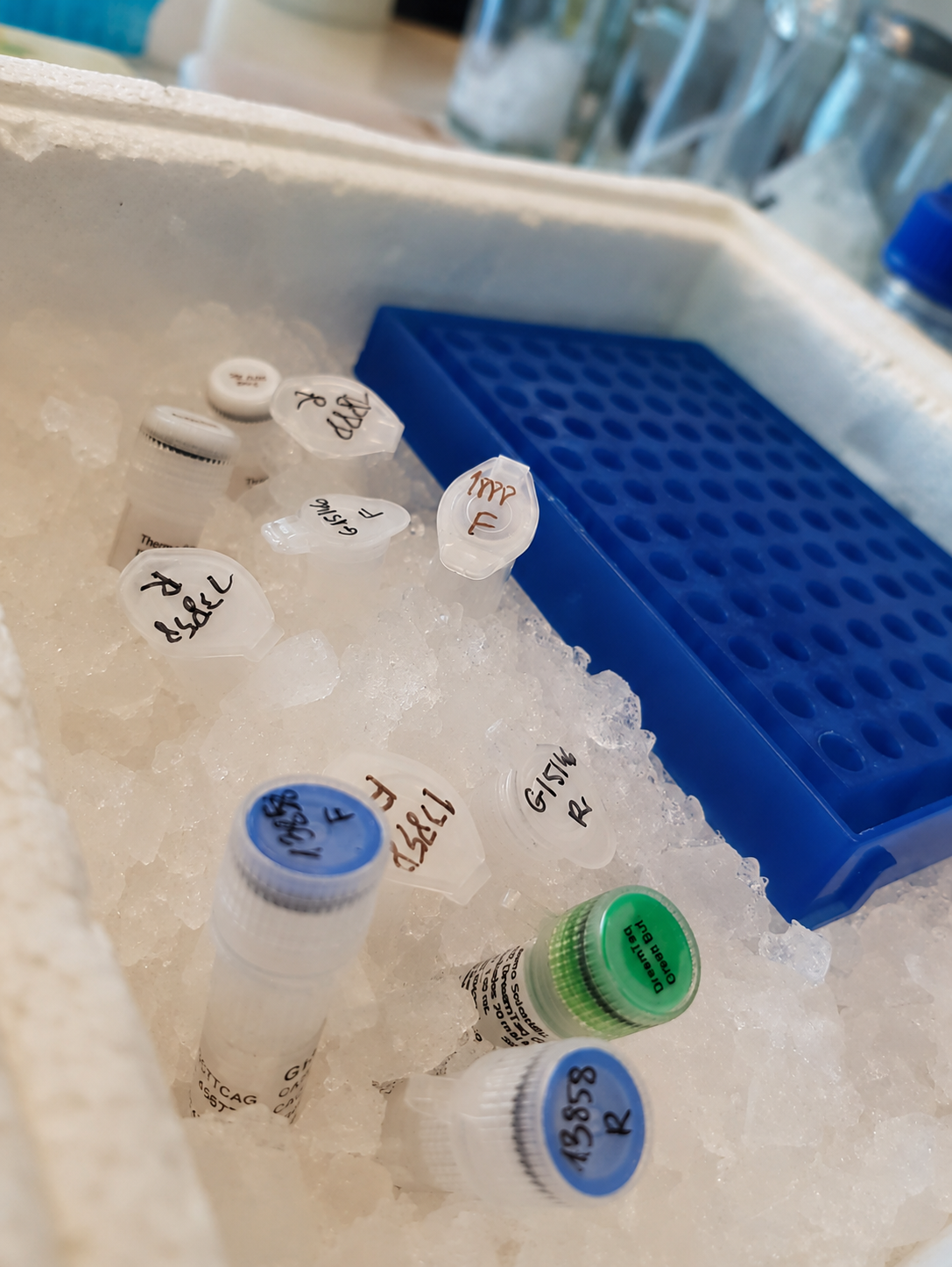 Płytki laboratoryjne z drożdżami
